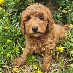 Mini Poodle Puppies DNA Clear Available late August/Poodle (Miniature)/Both/Younger Than Six Months,I am now taking expressions of interest for an upcoming litter of Purebred Miniature Poodle puppies, they will be available late August.Photos are of a previous litter.Please make first contact via Gumtree message or txt ******4949 with a bit about yourself and the home you can provide for one of my adorable little Poodle pups! REVEAL_DETAILS These beautiful puppies will be true Miniature Poodles and I expect them all to have a gorgeous red, curly Poodle coat that is considered non-shedding and hypoallergenic.All of our puppies are born inside our family home and raised with lots of love and care. They are socialised daily from a few weeks old with other dogs, cats and children of different ages.Mum is a Purebred Red Minature Poodle.She is 40cm to the tops of her shoulders and weighs approximately 9kg.She has a very gentle, sweet and loving nature and loves lots and lots of cuddles!Dad is a Purebred Red Mini Poodle.He is 40cm to the tops of his shoulders and weighs 9.5kg.He also has a very sweet and soft nature and is very intelligent. He has a beautiful gentle temperament and is very affectionate.Both parents are DNA health tested through Orivet and are 100% clear negative of any genetic diseases. Their DNA test results will be available to view at the time of sale.Both dogs live with us and are available to meet at the time of sale.Puppies will grow to be a medium sized dog at around 40-50cm to the tops of their shoulders and weigh around 8-10kg approx.Puppies will come:✅️ Wormed✅️ Flea treated✅️ Vet checked✅️ 1st Vaccination✅️ Microchipped✅Beginning toilet trainingPuppies will go to their new homes with:➡️Vaccination card➡️Extra microchip stickers➡️Detailed information pack➡️Puppy training tips and videos➡️ Health guarantee contract➡️30 days FREE pet insurance➡️Puppy welcome pack which includes: A Blanket with mums scent on it, Lead & collar, Brush, Shampoo & Conditioner pack, Assorted toys, Waste bags & the food they are eating.I am happy to do video calls once they are born.I am an experienced, ethical, recreational breeder and full, registered member of the RPBA Member no. 14504I am located 70 minutes from Melbourne & 5 minutes drive from the Broadford exit on the Hume Hwy.A meet up or delivery of your new puppy can be arranged depending on your location.Interstate pet transport can also be arranged at the buyers expense.Microchip numbers will be updated once they have been vet checked and microchipped.Tags: Poodle, Miniature Poodle, Mini Poodle, Medium dog, Poodle, Puppy