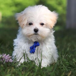 Grant/Maltipoo									Puppy/Male	/13 Weeks,Grant cute little face is what dreams are made of! His expressive eyes are just begging you to hold him and love on him. He is a super smart little guy with boundless happy energy, always ready for the next adventure! Though small, he is mighty at heart with his “big dog” personality. He would love going everywhere with you…running errands, beach vacations, or just exploring the backyard. He has been loved and doted on thus far in his life, giving him a great start and helping him be more comfortable in the world around him. He is Microchipped and we kept him current on vaccines and dewormer and has had his first puppy vet exam done. We also include a Health Guarantee. Mama is a super sweet poodle named Angel weighing in at a darling 8 lbs. Dad is a handsome Maltese named Walter. If you want to schedule a visit with this little one or have any questions you can text or call me -Mark Yoder 