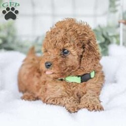 Kaden/Mini Goldendoodle									Puppy/Male	/7 Weeks,Say Hello to this happy, freindly little darling! He is looking for a family to love and adopt. If you love being snuggled, and having a fur baby who will follow you everywhere, this little guy will steal your heart! He loves to shower you with kisses!