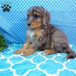 Sunshine/Mini Bernedoodle									Puppy/Female	/8 Weeks,Hi my name is Sunshine I am a cute little bernadoodle that is looking for a forever home.     Sunshine  loves to play with little kids.    Sunshine is up to date on all shots and dewormer. And is also vet checked and comes with a health guarantee.    Both parents are gentic tested.    Sunshine also comes with a small bag of goodies.    So call or text today to adopted this handsome little girl .  There is shipping availble every week any where in USA.  