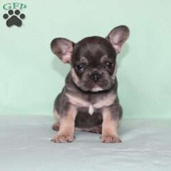 Whisper/French Bulldog									Puppy/Female	/7 Weeks,Say hello to this adorable little French Bulldog puppy who comes up to date on shots and dewormer, and is family raised and vet checked! We prioritize early socialization to ensure our puppies can transition smoothly to your home! The mother Shadow is a very sweet girl and an awesome mother… If you are seeking a friendly, happy, and smart puppy with a clown-like personality contact us today!