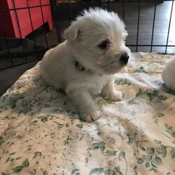 Purebred Westie Puppies /West Highland White Terrier/Both/Younger Than Six Months,I have 2 girls and a boy born 23rd May. They will be vet checked, vaccinated and microchipped. They are wormed every 2 weeks. They come with a care parcel including a toy smelling like mum, some food, collar, health check records and will be semi toilet trained. A fact sheet and ongoing support is provided. The puppies are brought up in the family home with their mum and great grandfather and are socialised in a variety of places. I pretty much don’t leave home without a puppy under my arm so they are familiar with a variety of situations. Transport can be arranged at owners expense. 