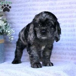 Beauty/Cocker Spaniel									Puppy/Female	/May 2nd, 2024,Are you looking for a charming Cocker Spaniel puppy with a gorgeous soft coat and gentle eyes? You must meet our beautiful puppies! Each puppy in this litter comes up to date on shots and dewormer and is vet checked. Our puppies are family raised and socialized with children and other dogs. If you are seeking a friendly, intelligent, and loving puppy contact us today! 