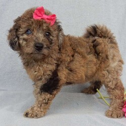 Sadie/Mini Goldendoodle									Puppy/Female	/9 Weeks,Prepare to fall in love !!! My name is Sadie and I’m the sweetest little F1b mini goldendoodle looking for my furever home! One look into my warm, loving eyes and at my silky soft coat and I’ll be sure to have captured your heart already! I’m very happy, playful and very kid friendly and I would love to fill your home with all my puppy love!! I am full of personality, and I give amazing puppy kisses! I stand out way above the rest with my unique one of a kind blue merle colored coat and I have 1 blue eye !! I will come to you vet checked, microchipped and up to date on all vaccinations and dewormings . I come with a 1-year guarantee with the option of extending it to a 3-year guarantee and shipping is available! My mother is Sandy, our 35#mini goldendoodle with a heart of gold and my father is Nimbo, our handsome 13#chocolate merle mini poodle and he has been genetically tested clear! Both of my parents are very sweet and kid friendly which will make me the same and they are available to meet!! I will grow to approx 20-23# and I will be hypoallergenic and nonshedding! Why wait when you know I’m the one for you? Call or text Martha to make me the newest addition to your family and get ready to spend a lifetime of tail wagging fun with me! (7% sales tax on in home pickups)