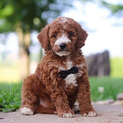 Jackal/Mini Goldendoodle									Puppy/Male	/8 Weeks,Introducing Jackal, the embodiment of boundless energy and irresistible charm! This little guy is an extremely loving F1B Mini Goldendoodle puppy who loves attention. He has a stunning, wavy coat paired with large brown eyes that set him apart from others. Goldendoodles are intelligent and affectionate, they love playtime, cuddling or going on adventures with their favorite people. They tend to be very adaptable and should have no problem adjusting to their new homes. They make wonderful family pets!