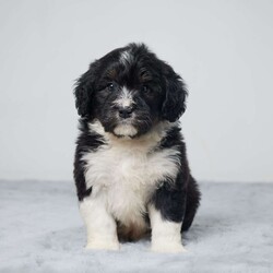 Joe/Mini Bernedoodle									Puppy/Male	/6 Weeks,AKC registered / Genetically tested Parents – Happy and healthy – F1 Mini Bernedoodle – Up to date on and deworming – Microchipped – 6 month health/1 year genetic guarantees(1yr/2yr if you remain on recommended food)- Full vet examination Call/text/email to schedule a time to come out and visit. We can ship to you, or can meet you at our airport. We can also meet in between if a reasonable distance.