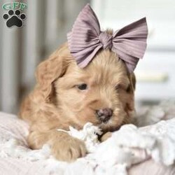 Nala/Mini Goldendoodle									Puppy/Female	/5 Weeks,Say Hello to our lil princess..She’s just the perfect blend of sweet and sassy! She will be around 20lbs full grown!! Mama and Daddy are both Genetically Health tested!! She will be started on crate and litter box training..