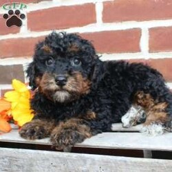 Buddy/Miniature Poodle									Puppy/Male	/10 Weeks,Look at my handsome black and tan fur! Aren’t I just the cutest little puppy you have ever seen? 