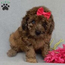 Sadie/Mini Goldendoodle									Puppy/Female	/9 Weeks,Prepare to fall in love !!! My name is Sadie and I’m the sweetest little F1b mini goldendoodle looking for my furever home! One look into my warm, loving eyes and at my silky soft coat and I’ll be sure to have captured your heart already! I’m very happy, playful and very kid friendly and I would love to fill your home with all my puppy love!! I am full of personality, and I give amazing puppy kisses! I stand out way above the rest with my unique one of a kind blue merle colored coat and I have 1 blue eye !! I will come to you vet checked, microchipped and up to date on all vaccinations and dewormings . I come with a 1-year guarantee with the option of extending it to a 3-year guarantee and shipping is available! My mother is Sandy, our 35#mini goldendoodle with a heart of gold and my father is Nimbo, our handsome 13#chocolate merle mini poodle and he has been genetically tested clear! Both of my parents are very sweet and kid friendly which will make me the same and they are available to meet!! I will grow to approx 20-23# and I will be hypoallergenic and nonshedding! Why wait when you know I’m the one for you? Call or text Martha to make me the newest addition to your family and get ready to spend a lifetime of tail wagging fun with me! (7% sales tax on in home pickups)