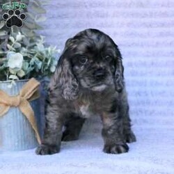 Beauty/Cocker Spaniel									Puppy/Female	/May 2nd, 2024,Are you looking for a charming Cocker Spaniel puppy with a gorgeous soft coat and gentle eyes? You must meet our beautiful puppies! Each puppy in this litter comes up to date on shots and dewormer and is vet checked. Our puppies are family raised and socialized with children and other dogs. If you are seeking a friendly, intelligent, and loving puppy contact us today! 