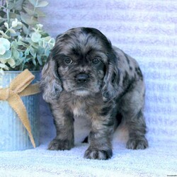 Beauty/Cocker Spaniel									Puppy/Female	/May 2nd, 2024,Are you looking for a charming Cocker Spaniel puppy with a gorgeous soft coat and gentle eyes? You must meet our beautiful puppies! Each puppy in this litter comes up to date on shots and dewormer and is vet checked. Our puppies are family raised and socialized with children and other dogs. If you are seeking a friendly, intelligent, and loving puppy contact us today! 