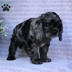 Beauty/Cocker Spaniel									Puppy/Female	/May 2nd, 2024,Are you looking for a charming Cocker Spaniel puppy with a gorgeous soft coat and gentle eyes? You must meet our beautiful puppies! Each puppy in this litter comes up to date on shots and dewormer and is vet checked. Our puppies are family raised and socialized with children and other dogs. If you are seeking a friendly, intelligent, and loving puppy contact us today! 