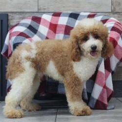 Jackal/Mini Goldendoodle									Puppy/Male	/8 Weeks,Introducing Jackal, the embodiment of boundless energy and irresistible charm! This little guy is an extremely loving F1B Mini Goldendoodle puppy who loves attention. He has a stunning, wavy coat paired with large brown eyes that set him apart from others. Goldendoodles are intelligent and affectionate, they love playtime, cuddling or going on adventures with their favorite people. They tend to be very adaptable and should have no problem adjusting to their new homes. They make wonderful family pets!