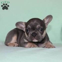 Whisper/French Bulldog									Puppy/Female	/7 Weeks,Say hello to this adorable little French Bulldog puppy who comes up to date on shots and dewormer, and is family raised and vet checked! We prioritize early socialization to ensure our puppies can transition smoothly to your home! The mother Shadow is a very sweet girl and an awesome mother… If you are seeking a friendly, happy, and smart puppy with a clown-like personality contact us today!