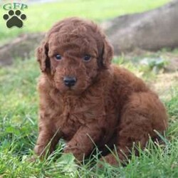 Murphy/Miniature Poodle									Puppy/Male	/6 Weeks,Hey There, My name is Murphy! I am a very cute male AKC Mini Poodle puppy! I was born on May 13th, 2024. I am such a sweet little boy! I’m looking for my new family, could that be with you? If you choose me I will come home to you vet checked, microchipped and AKC Registered. My mom weighs 27 pounds and my dad weighs 18 pounds. If you think that I would make the perfect little addition to your family, then please call or text to find out more information about me!