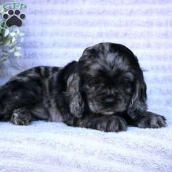 Beauty/Cocker Spaniel									Puppy/Female	/May 2nd, 2024,Are you looking for a charming Cocker Spaniel puppy with a gorgeous soft coat and gentle eyes? You must meet our beautiful puppies! Each puppy in this litter comes up to date on shots and dewormer and is vet checked. Our puppies are family raised and socialized with children and other dogs. If you are seeking a friendly, intelligent, and loving puppy contact us today! 