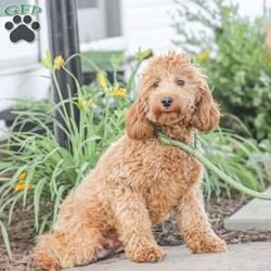 Landon/Mini Goldendoodle									Puppy/Female	/6 Weeks,Adorable, affectionate, and friendly! Landon is a cuddly Mini Goldendoodle, family raised with lots of love and pampering. He is currently being house trained and loves a romping in the grass! He comes with a 1 year genetic health guarantee, an he is up to date on his vaccinations and dewormer. 