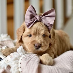 Nala/Mini Goldendoodle									Puppy/Female	/5 Weeks,Say Hello to our lil princess..She’s just the perfect blend of sweet and sassy! She will be around 20lbs full grown!! Mama and Daddy are both Genetically Health tested!! She will be started on crate and litter box training..