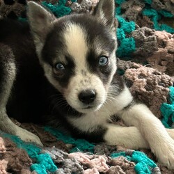 Adopt a dog:Ryder/Siberian Husky/Male/Baby,Meet Ryder!

Ryder is a 8 week old male mixed breed (aussie/husky mix) 

Ryder was surrendered with his brother Ford when they became too much for the owner! Although an odd breed we predict this boy won’t get any bigger than 40lbs! Ryder is a sweet and loving boy that has been around children and other dogs! Ryder is just a baby but loves to snuggle and play! Ryder is a happy go lucky tiny tike! Ryder is a puppy and has puppy energy and tendencies! Please understand when applying that Ryder is a BABY and his curiously tends to lead him into mischief but how could you ever be mad at that sweet face! 

-Ryder is up to date on age appropriate vaccinations 

-Ryder is working on potty, crate and basic commands. 

-Ryder has been around children and other dogs but unsure of cats.