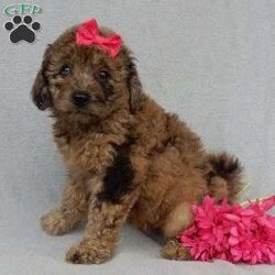 Sadie/Mini Goldendoodle									Puppy/Female	/9 Weeks,Prepare to fall in love !!! My name is Sadie and I’m the sweetest little F1b mini goldendoodle looking for my furever home! One look into my warm, loving eyes and at my silky soft coat and I’ll be sure to have captured your heart already! I’m very happy, playful and very kid friendly and I would love to fill your home with all my puppy love!! I am full of personality, and I give amazing puppy kisses! I stand out way above the rest with my unique one of a kind blue merle colored coat and I have 1 blue eye !! I will come to you vet checked, microchipped and up to date on all vaccinations and dewormings . I come with a 1-year guarantee with the option of extending it to a 3-year guarantee and shipping is available! My mother is Sandy, our 35#mini goldendoodle with a heart of gold and my father is Nimbo, our handsome 13#chocolate merle mini poodle and he has been genetically tested clear! Both of my parents are very sweet and kid friendly which will make me the same and they are available to meet!! I will grow to approx 20-23# and I will be hypoallergenic and nonshedding! Why wait when you know I’m the one for you? Call or text Martha to make me the newest addition to your family and get ready to spend a lifetime of tail wagging fun with me! (7% sales tax on in home pickups)