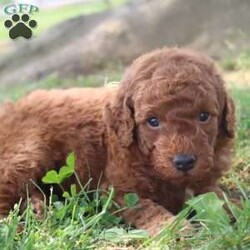 Murphy/Miniature Poodle									Puppy/Male	/6 Weeks,Hey There, My name is Murphy! I am a very cute male AKC Mini Poodle puppy! I was born on May 13th, 2024. I am such a sweet little boy! I’m looking for my new family, could that be with you? If you choose me I will come home to you vet checked, microchipped and AKC Registered. My mom weighs 27 pounds and my dad weighs 18 pounds. If you think that I would make the perfect little addition to your family, then please call or text to find out more information about me!