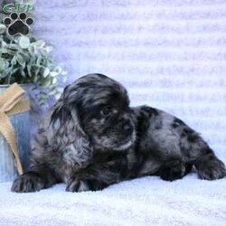 Beauty/Cocker Spaniel									Puppy/Female	/May 2nd, 2024,Are you looking for a charming Cocker Spaniel puppy with a gorgeous soft coat and gentle eyes? You must meet our beautiful puppies! Each puppy in this litter comes up to date on shots and dewormer and is vet checked. Our puppies are family raised and socialized with children and other dogs. If you are seeking a friendly, intelligent, and loving puppy contact us today! 