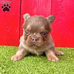 Olliver/French Bulldog									Puppy/Male	/9 Weeks,Oliver is a perfect little Lilac tan visual fluffy Akc registered frenchy puppy! Carries Isabella chocolate! Great quality! Up to date with all shots and dewormings will come with a health guarantee! Family raised and well socialized! Ground delivery is available right to your door! Contact us today to get your new family member!