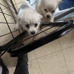 Pure breed chihuahua /Chihuahua (Long Coat)/Female/Younger Than Six Months,Pure Breed Chihuahua puppy1 Female - white long coatMum is white long coatDad is long coat white/ tanPuppies where born on the 19th of April and is ready to goPuppy will be vet checked microchipped and wormedContact Daphne on ******5831 REVEAL_DETAILS 