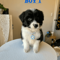 Exquisite Miniature Bordoodle Puppies/Border Collie/Both/Younger Than Six Months,Our Mini Bordoodle puppies are now available!Girl 1- SOLDBoy 1- SOLDBoy 2- AVAILABLENaturally intelligent with a soft side, these dogs are a consistently popular family pet. They'll offer a warm greeting to whoever they meet, rarely showing aggression, hypoallergenic and non shedding breedAll the puppies from our litter have had their first vaccination, been microchipped, vet checked & we deworm the puppies every fortnight ✓The Mum is a 1st generation Mini Bordoodle and weighs approx 9kgs & Dad is a Purebred Border Collie who weighs 15kgs, both parents are extremely healthy and have amazing personalitiesWe provide a 2 month free pet insurance to all new owners including an essential puppy pack for your new furry friend!Our home is located 20 minutes from Perth CBD, and viewings are available from the 22nd of JuneNOTE, these puppies are Mini sized Bordoodles so they will grow to around 9-14kgs, 35-40cm tall or under.For home viewings or if you have any further enquiries feel free to message me, your kids are also welcomed to come to the viewings :) 