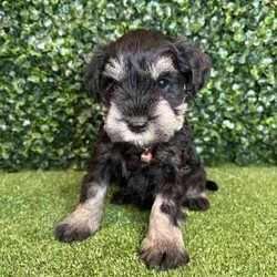 Adopt a dog:1 x Purebred Mini Schnauzer (Free Delivery to Sydney)/Schnauzer (Miniature)/Female/Younger Than Six Months,1 x beautiful FEMALE purebred Mini Schnauzer puppy available to a loving home. Available from the 3rd July and we can deliver them to Sydney on this date and again on the 15th August.Puppies come :- With first round of vaccinations & microchip- Vet check report- 6 weeks free pet insurance- Not desexed- Wormed every 2 weeksThe puppies have been raised indoors and outdoors, and around children and other puppies. Puppies will be low to non shedding and similar in size to a mini cavoodle/spoodle.The father is a purebred salt & pepper mini schnauzer who weighs 9kg, the mother an 9.5kg salt & pepper Mini Schnauzer. We own both parents and i can send photos of parents on request.Once our puppies leave, we:- Would love to see updates!- Offer a rehoming policy- Offer a 12 month health guarantee- Have a Facebook page you can stay in touch or see other puppies we have bred- Offer support and are free to talk at any time throughout your puppies lifeWe are located in Nyngan NSW, can get to Dubbo at any stage. Road transport is usually organised from Dubbo. There will be free transport to Sydney with one of our staff members, with a chosen meeting location and time. Happy to arrange other freight at buyers expenseFull members of AAPDB: 16947BIN: B000738270We have a website & Facebook page Country Canine Co. Please look on our Facebook group Country Canine Co. Families for photos of the previous litter as adults.