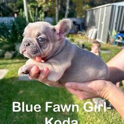 French Bulldogs - Hunter Valley/French Bulldog/Male/Younger Than Six Months,Hunter Valley Based Family with proven litters and references that can be provided.*** Milo Sold****** Koda Sold****** Honey Sold**** REVEAL_DETAILS *** Buddy Sold***** Pearl sold ***MDBA RegisteredAll Dogs supplied with Pet PaperworkWormed, Microchipped and VaccinatedPuppy Food suppliedDetails of each pet listed on photoCan assist with transport (references available from people we have assisted with before )Pups will be ready to go from 22/06/2024** Please contact via phone as we will not respond to messages or text**Chris - ******4352 REVEAL_DETAILS Melissa ******1073 REVEAL_DETAILS 