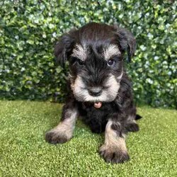 Adopt a dog:1 x Purebred Mini Schnauzer (Free Delivery to Sydney)/Schnauzer (Miniature)/Female/Younger Than Six Months,1 x beautiful FEMALE purebred Mini Schnauzer puppy available to a loving home. Available from the 3rd July and we can deliver them to Sydney on this date and again on the 15th August.Puppies come :- With first round of vaccinations & microchip- Vet check report- 6 weeks free pet insurance- Not desexed- Wormed every 2 weeksThe puppies have been raised indoors and outdoors, and around children and other puppies. Puppies will be low to non shedding and similar in size to a mini cavoodle/spoodle.The father is a purebred salt & pepper mini schnauzer who weighs 9kg, the mother an 9.5kg salt & pepper Mini Schnauzer. We own both parents and i can send photos of parents on request.Once our puppies leave, we:- Would love to see updates!- Offer a rehoming policy- Offer a 12 month health guarantee- Have a Facebook page you can stay in touch or see other puppies we have bred- Offer support and are free to talk at any time throughout your puppies lifeWe are located in Nyngan NSW, can get to Dubbo at any stage. Road transport is usually organised from Dubbo. There will be free transport to Sydney with one of our staff members, with a chosen meeting location and time. Happy to arrange other freight at buyers expenseFull members of AAPDB: 16947BIN: B000738270We have a website & Facebook page Country Canine Co. Please look on our Facebook group Country Canine Co. Families for photos of the previous litter as adults.