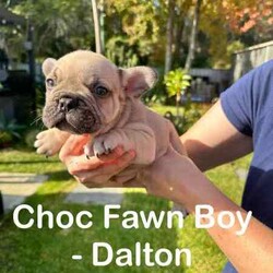 French Bulldogs - Hunter Valley/French Bulldog/Male/Younger Than Six Months,Hunter Valley Based Family with proven litters and references that can be provided.*** Milo Sold****** Koda Sold****** Honey Sold**** REVEAL_DETAILS *** Buddy Sold***** Pearl sold ***MDBA RegisteredAll Dogs supplied with Pet PaperworkWormed, Microchipped and VaccinatedPuppy Food suppliedDetails of each pet listed on photoCan assist with transport (references available from people we have assisted with before )Pups will be ready to go from 22/06/2024** Please contact via phone as we will not respond to messages or text**Chris - ******4352 REVEAL_DETAILS Melissa ******1073 REVEAL_DETAILS 