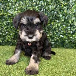 Adopt a dog:1 x Purebred Mini Schnauzer (Free Delivery to Sydney)/Schnauzer (Miniature)/Female/Younger Than Six Months,1 x beautiful FEMALE purebred Mini Schnauzer puppy available to a loving home. Available from the 3rd July and we can deliver them to Sydney on this date and again on the 15th August.Puppies come :- With first round of vaccinations & microchip- Vet check report- 6 weeks free pet insurance- Not desexed- Wormed every 2 weeksThe puppies have been raised indoors and outdoors, and around children and other puppies. Puppies will be low to non shedding and similar in size to a mini cavoodle/spoodle.The father is a purebred salt & pepper mini schnauzer who weighs 9kg, the mother an 9.5kg salt & pepper Mini Schnauzer. We own both parents and i can send photos of parents on request.Once our puppies leave, we:- Would love to see updates!- Offer a rehoming policy- Offer a 12 month health guarantee- Have a Facebook page you can stay in touch or see other puppies we have bred- Offer support and are free to talk at any time throughout your puppies lifeWe are located in Nyngan NSW, can get to Dubbo at any stage. Road transport is usually organised from Dubbo. There will be free transport to Sydney with one of our staff members, with a chosen meeting location and time. Happy to arrange other freight at buyers expenseFull members of AAPDB: 16947BIN: B000738270We have a website & Facebook page Country Canine Co. Please look on our Facebook group Country Canine Co. Families for photos of the previous litter as adults.