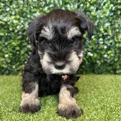 Adopt a dog:1 x Purebred Mini Schnauzer (Free Delivery to Sydney)/Schnauzer (Miniature)/Female/Younger Than Six Months,1 x beautiful FEMALE purebred Mini Schnauzer puppy available to a loving home. Available from the 3rd July and we can deliver them to Sydney on this date and again on the 15th August.Puppies come :- With first round of vaccinations & microchip- Vet check report- 6 weeks free pet insurance- Not desexed- Wormed every 2 weeksThe puppies have been raised indoors and outdoors, and around children and other puppies. Puppies will be low to non shedding and similar in size to a mini cavoodle/spoodle.The father is a purebred salt & pepper mini schnauzer who weighs 9kg, the mother an 9.5kg salt & pepper Mini Schnauzer. We own both parents and i can send photos of parents on request.Once our puppies leave, we:- Would love to see updates!- Offer a rehoming policy- Offer a 12 month health guarantee- Have a Facebook page you can stay in touch or see other puppies we have bred- Offer support and are free to talk at any time throughout your puppies lifeWe are located in Nyngan NSW, can get to Dubbo at any stage. Road transport is usually organised from Dubbo. There will be free transport to Sydney with one of our staff members, with a chosen meeting location and time. Happy to arrange other freight at buyers expenseFull members of AAPDB: 16947BIN: B000738270We have a website & Facebook page Country Canine Co. Please look on our Facebook group Country Canine Co. Families for photos of the previous litter as adults.