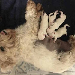 Purebred Westie Puppies /West Highland White Terrier/Both/Younger Than Six Months,I have 2 girls and a boy born 23rd May. They will be vet checked, vaccinated and microchipped. They are wormed every 2 weeks. They come with a care parcel including a toy smelling like mum, some food, collar, health check records and will be semi toilet trained. A fact sheet and ongoing support is provided. The puppies are brought up in the family home with their mum and great grandfather and are socialised in a variety of places. I pretty much don’t leave home without a puppy under my arm so they are familiar with a variety of situations. Transport can be arranged at owners expense. 