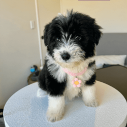 Exquisite Miniature Bordoodle Puppies/Border Collie/Both/Younger Than Six Months,Our Mini Bordoodle puppies are now available!Girl 1- SOLDBoy 1- SOLDBoy 2- AVAILABLENaturally intelligent with a soft side, these dogs are a consistently popular family pet. They'll offer a warm greeting to whoever they meet, rarely showing aggression, hypoallergenic and non shedding breedAll the puppies from our litter have had their first vaccination, been microchipped, vet checked & we deworm the puppies every fortnight ✓The Mum is a 1st generation Mini Bordoodle and weighs approx 9kgs & Dad is a Purebred Border Collie who weighs 15kgs, both parents are extremely healthy and have amazing personalitiesWe provide a 2 month free pet insurance to all new owners including an essential puppy pack for your new furry friend!Our home is located 20 minutes from Perth CBD, and viewings are available from the 22nd of JuneNOTE, these puppies are Mini sized Bordoodles so they will grow to around 9-14kgs, 35-40cm tall or under.For home viewings or if you have any further enquiries feel free to message me, your kids are also welcomed to come to the viewings :) 