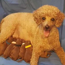 Mini/Toy Red Poodle Puppy/Poodle (Miniature)/Male/Younger Than Six Months,If you are serious about a dog we are only a phone call away. We are happy to answer all questions.Please note we are verified breeders with the Responsible Pet Breeders Association 15369 and we are registered with Services NSW on the NSW Pet Register B000616501We have one dark red mini/toy poodles born 26th April 2024. He is 100% poodle and parents have pedigree papers.A calm and jolly little boy who has lots of love to give his new owner. He is 80% toilet trainedHe is confident, happy, strong, good eater, solid and healthy with a clear veterinary health certificate.The sire, a toy poodle weighs 4.5 kg and the mum, a miniature poodle weighs 6.5 kg.Both parents have clear Orivet full breed DNA profiles which we can show you. Both parents are very healthy little dogs.Poodles are low shedding but do require regular grooming. We groom our own dogs. This not only saves money but also keeps our dog looking and feeling great.This little delight needs to live indoors with his human family and will enjoy outside strolls and adventures. He has received early neurological stimulation and early scent introduction along with early toilet training.We live near Singleton NSW and often visit family in Maroubra so we are able to assist with transportation to that area.