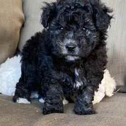 Bichoodle pups bishon x toy poodle fluffy and cute /Poodle (Miniature)/Male/Younger Than Six Months,Bichoodle pups white cream male and black female will come first vaccination and microchip adorable pups non shedding wormed every 2 weeks,mum is bishon and dad is grey silver toy poodle ph ******0818 for more info located in Hervey Bay REVEAL_DETAILS 