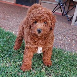 Mini/Toy Red Poodle Puppy/Poodle (Miniature)/Male/Younger Than Six Months,If you are serious about a dog we are only a phone call away. We are happy to answer all questions.Please note we are verified breeders with the Responsible Pet Breeders Association 15369 and we are registered with Services NSW on the NSW Pet Register B000616501We have one dark red mini/toy poodles born 26th April 2024. He is 100% poodle and parents have pedigree papers.A calm and jolly little boy who has lots of love to give his new owner. He is 80% toilet trainedHe is confident, happy, strong, good eater, solid and healthy with a clear veterinary health certificate.The sire, a toy poodle weighs 4.5 kg and the mum, a miniature poodle weighs 6.5 kg.Both parents have clear Orivet full breed DNA profiles which we can show you. Both parents are very healthy little dogs.Poodles are low shedding but do require regular grooming. We groom our own dogs. This not only saves money but also keeps our dog looking and feeling great.This little delight needs to live indoors with his human family and will enjoy outside strolls and adventures. He has received early neurological stimulation and early scent introduction along with early toilet training.We live near Singleton NSW and often visit family in Maroubra so we are able to assist with transportation to that area.