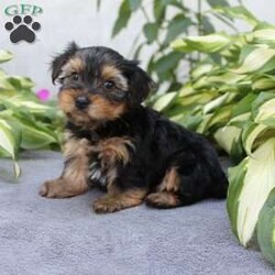 Willy/Yorkie									Puppy/Male	/6 Weeks,Are you looking for a tiny little puppy to tote around and snuggle? You need a Yorkie Puppy! Willy is sassy and sweet! He loves attention and comes up to date on shots and dewormer. Each puppy is vet checked as well. Willy is a chubby little puppy who favors his mother and will be similar to her 7-8lb size as an adult! To learn more contact us today!