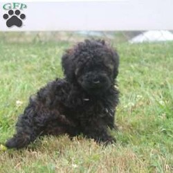 Lilly/Miniature Poodle									Puppy/Female	/10 Weeks,Hey There, My name is Lilly! I am a very beautiful female Mini Poodle puppy! I was born on April 20th, 2024. I am such a sweet and playful little girl! I’m looking for my new family, could that be with you? If you think that I would make the perfect little addition to your family, then please call or text to find out more information about me!