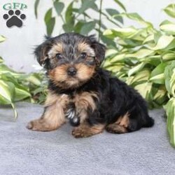 Willy/Yorkie									Puppy/Male	/6 Weeks,Are you looking for a tiny little puppy to tote around and snuggle? You need a Yorkie Puppy! Willy is sassy and sweet! He loves attention and comes up to date on shots and dewormer. Each puppy is vet checked as well. Willy is a chubby little puppy who favors his mother and will be similar to her 7-8lb size as an adult! To learn more contact us today!