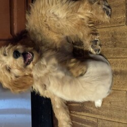 Adopt a dog:Tennessee Rosie/Golden Retriever/Female/Baby,This adorable girl is from an accidental litter born 2-22 to a Golden Retriever mom and a Poodle dad when the owner thought they were too old and too young to breed. 
The 