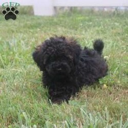 Lilly/Miniature Poodle									Puppy/Female	/10 Weeks,Hey There, My name is Lilly! I am a very beautiful female Mini Poodle puppy! I was born on April 20th, 2024. I am such a sweet and playful little girl! I’m looking for my new family, could that be with you? If you think that I would make the perfect little addition to your family, then please call or text to find out more information about me!