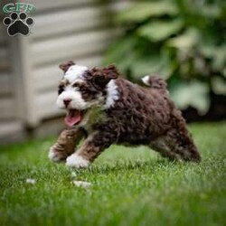 Noki/Mini Bernedoodle									Puppy/Female	/May 13th, 2024,Hi there, future best friend! My name is Noki, and I’m one of the adorable F2 Mini Bernedoodle puppies looking for a forever home. With my soft brown and white coat, I’m quite the head-turner, but it’s not just my looks that make me special. Let me tell you a little about myself and my family.