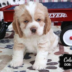 Colson/Cocker Spaniel									Puppy/Male	/7 Weeks,Colson is a male Cocker Spaniel puppy.  He is well socialized and loves to follow us everywhere. Playful and lovable, he is happy to play with our children and his littermates.