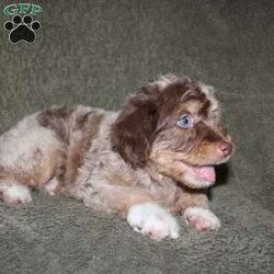 Tiara/Mini Aussiedoodle									Puppy/Female	/9 Weeks,Do you need a lovable puppy who will steal the hearts of all who see her? This Mini Aussiedoodle puppy is every bit as beautiful as she is sweet! Each puppy comes up to date on shots and dewormer and is vet checked! We offer a 1 Year Genetic Health Guarantee as well! If you are seeking a healthy pup who is from genetically tested parents contact us today!