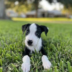 Adopt a dog:Anash/Terrier/Female/Baby,Anash is a super sweet 3-4 month old puppy. She is dog, cat, and kid approved and has so much love to give!

She can't wait to meet her furever home!