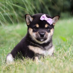 Nikki/Shiba Inu									Puppy/Female	/8 Weeks,Meet Nikki, the most adorable little Shiba Inu you will ever meet! This stunning little baby has the most luscious hair coat and the most darling features of a Shiba Inu. Sweet Nikki is ready to take on the world with her forever family by her side. Her knack for bringing smiles to the faces of everyone she meets has ensured that she has received endless love and attention since birth. This has allowed her to become highly socialized and very adaptable. When she joins you and your family, she will have no trouble adjusting to you and your lifestyle. Dad is a very handsome boy named Carlos weighing in at 24 lbs, who is super intelligent and friendly. He is so gentle and a has an excellent conformation. The Mama is a sweet, loving girl named Halo who loves to play and has a very calm and gentle personality, weighing around 23lbs. Nikki will arrive at her forever home completely vet checked, microchipped, up to date on all the necessary vaccines and dewormer, and our thirty-day health guarantee is included. Please call me for more information or to schedule a visit, Thanks! Steven Miller  (Please note: We have a landline, we are unable to receive any text messages.)